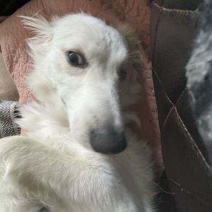 Meet your Posher, Annabelle